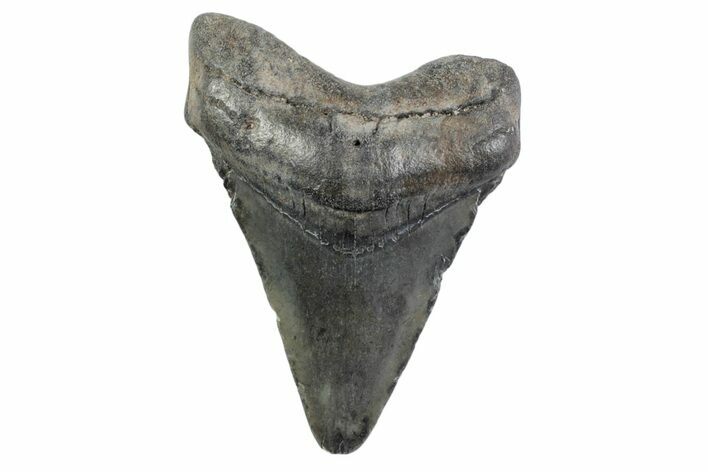 Juvenile Megalodon Tooth - South Carolina #362210